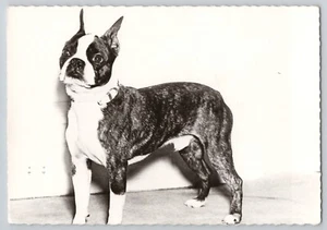 Vtg 1960 Boston Bull Terrier Dog RPPC Genline Ad Postcard Unposted 5 7/8 - Picture 1 of 2