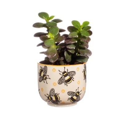 Sass & Belle Busy Bees Mini Ceramic Garden Flower Planter Plant Pot Holder Gift