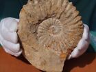 Ammonite Fossil Sea Shell Morocco Cambrian Period 485 Million Years Old