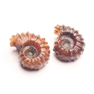 Natural Ammonite Shell Jurrassic Fossil Mineral Specimen Healing Madagascar - Bild 1 von 5