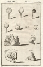 Rare Antique Anatomical Print-EYE-EAR-Spigelius-Casserius-1645