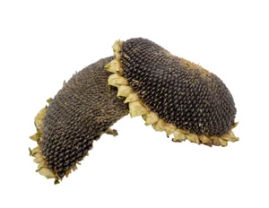 Getzoo Sonnenblumenkopf getrocknete - Hälften und Stücke (2 Stück) - Bild 1 von 2