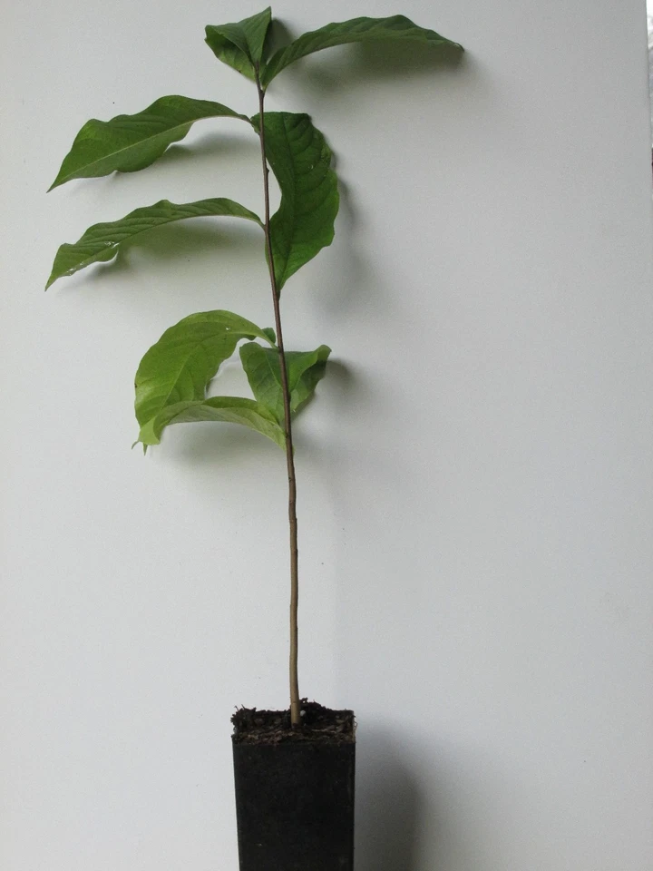 Paw Paw Tree: (Asimina triloba) - 24 - 30" Tall - Grown in a Deep Band Pot - Image 1 of 3