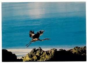 SEYCHELLEN / VÖGEL - GRAUREIHER Waage Nationale Postkarte - Bild 1 von 1