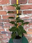 Bartlett Pear Tree  Live Plant Juicy Firm Fruits 20” No Ship to Ca