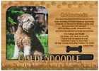 Goldendoodle Engraved Wood Picture Frame Magnet