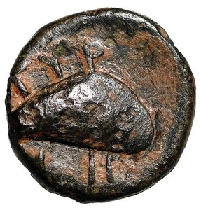 Aeolis, Grynion AE11 "Apollo Facing / Mussel Shell" Rare - Picture 1 of 5