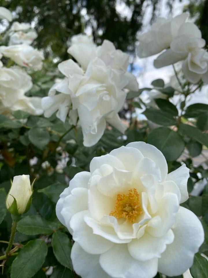 Stunning White Rose 5 Stem Cuttings for Rooting/Grafting, QUICK SHIP - Image 1 of 4