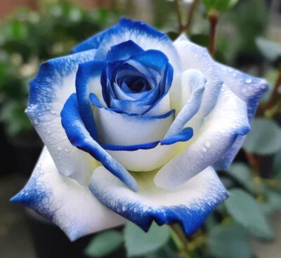 GENERIQUE 10x graines Rosier BLEU et BLANC - BLEU & WHITE Rose rosebush seeds