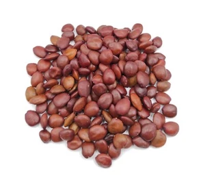 Bio Johannisbrotsamen Ceratonia Siliqua 100% natürlich بزر خروب - Bild 1 von 1