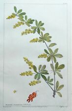 BERBERIS DUMETORUM, Barberry Bush, Miller Large Antique Botanical Print 1760 