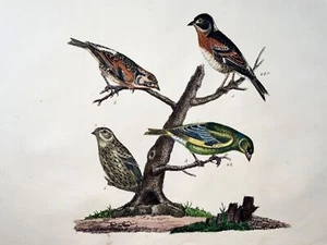 1819 Linnets, Finken, Ornithologie, Strack, Kreide Lithographie, Hand Farbe - Picture 1 of 2