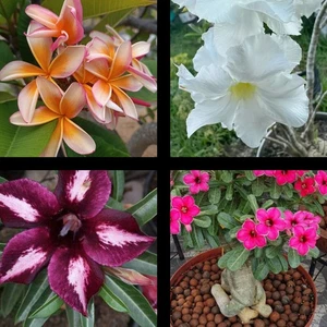 Plumeria Naranja Sin Raíz Y 3 Rosas Del Desierto Con Raíz - Imagen 1 de 3