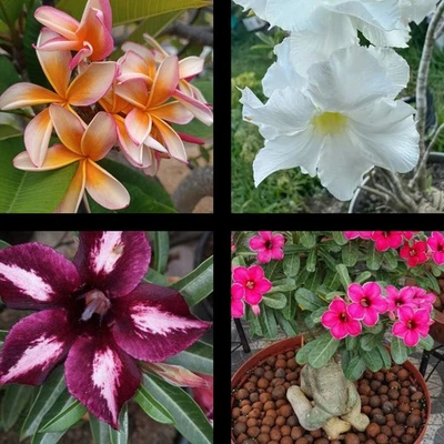 Plumeria Naranja Sin Raíz Y 3 Rosas Del Desierto Con Raíz - Imagen 1 de 3