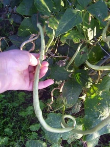 Meterbohne, Spargelbohne – Vigna unguiculata – 20 Bohnen - Bild 1 von 4