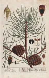 Pinus Pino Nueces Nogal Nut Botany Blackwell Kräuterbuch Grabado - Picture 1 of 1