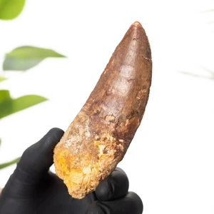 Fósil de diente de dinosaurio "tipo africano T. rex" de 4,38 pulgadas (Carcharodontosaurus sahar - Imagen 1 de 7