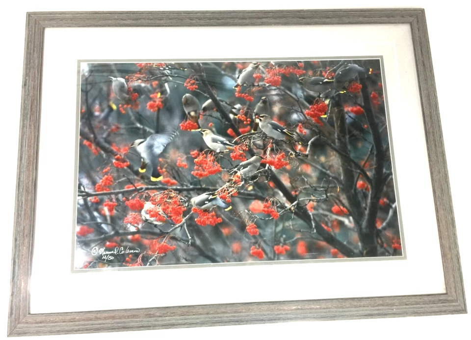 Mervin D Coleman Waxwing Frenzy Image Coleman Gallery Studio Red Lodge Montana - Image 1 of 4