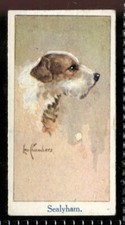 Tobacco Card, Moustafa, LEO CHAMBERS DOGS HEADS, 1924, Sealyhams, #13