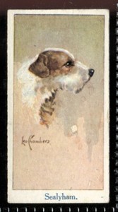 Tobacco Card, Moustafa, LEO CHAMBERS DOGS HEADS, 1924, Sealyhams, #13