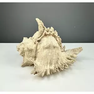 GRAND conque vintage Big Ramose Murex Chicoreus Ramosus SUPER SPIKEY coquillage de mer 6,5" - Photo 1/6