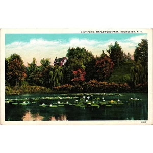 Vintage Lily Pond Maplewood Park Rochester NY Postcard - Picture 1 of 2