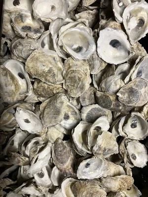Маленькие раковины устриц 2-2,5 дюйма, чашка сторона раковины, лот 100 штук - Изображение 1 из 4