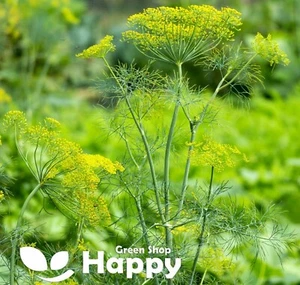 HERB - DILL SEEDS - 5000 SEEDS - Anethum Graveolens - INTENSIVE FRAGRANT - Picture 1 of 2