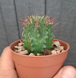 Euphorbia stellispina PLANT cod. ebay-P141 - Imagen 1 de 15