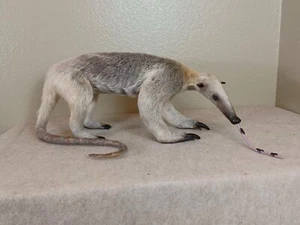 Tamandua / Ant Eater Full Body Mount Taxidermy - TAN1 - Picture 1 of 7