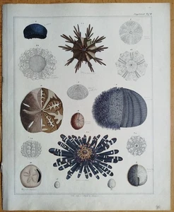 Seesterne # Oken Großer Originaldruck Koloriert  Folio # 1843 - Picture 1 of 2