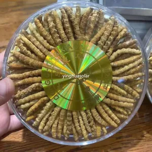 100% Natural Tibet 20g Whole Wild Cordyceps Sinensis Superfood Free Shipping - Picture 1 of 1