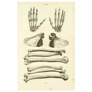 Stupenda incisione folio 1822 JOHN LIZARS colorata a mano: PL 7 OSSA DI ARMI E MANI - Foto 1 di 8