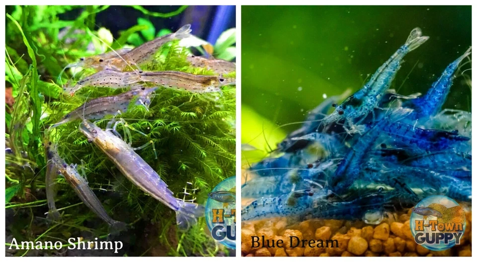 5+1 Amano Algae Eater & 5+1 Blue Dream  Freshwater Neocaridina Aquarium Shrimp - Image 1 of 1