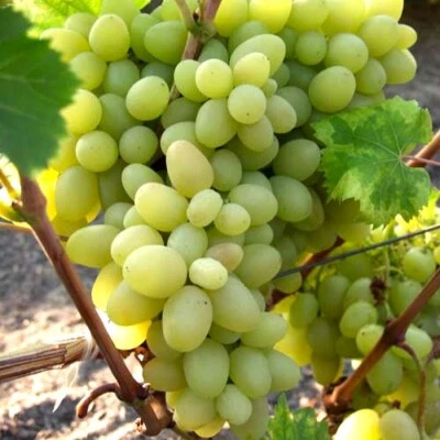 Vite Arkadia 2L - Una varietà di uva da dessert ad alto rendimento - Immagine 1 di 4