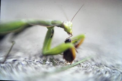Vintage 35mm Slide 1977 Praying Mantis Head and Arms with Prey Close Up #2 - Image 1 of 2