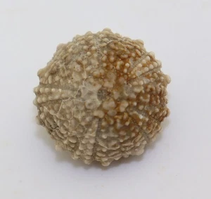 Seeigel, Glypticus hieroglyphicus, Jura, Oxford, Liesberg, Schweiz -L579 - Picture 1 of 6