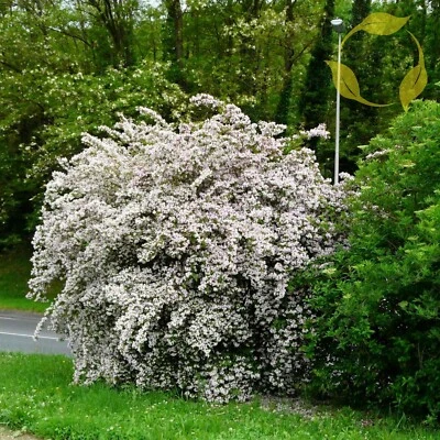 BEAUTY BUSH Kolkwitzia Amabilis - 10+ SEEDS - Image 1 of 4