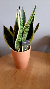 Sansevieria - Snake Plant or Mother in Laws tongue plant - Picture 1 of 1
