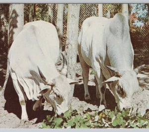 Game Haven Wild Life Ranch Zebu Cow & Bull 1970 Wolverine MI cartolina vintage UNP - Foto 1 di 4