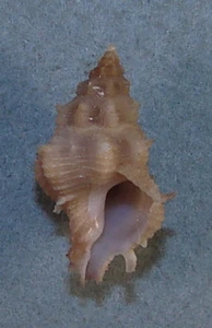 MUREX ORRI 18.20mm BEAUTIFUL SPECIMEN Andaman Sea, Thailand - Picture 1 of 2