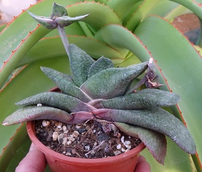 GASTERIA ARMSTRONGII plante grasse euphorbe caudex succulenten cactus succulente - Photo 1/4
