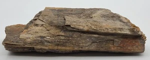 Petrified Wood Specimen Texas 2 lb 11 oz About 9 in Long - Picture 1 of 8