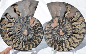 Large Black Ammonite Pair Crystals 110myo Dino age Fossil XL 219mm 8.7" 9192ee - Picture 1 of 7