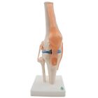 Lehrmodell fr Menschliches Kniegelenk mit Bndermodell, Lebensgre I9B33934