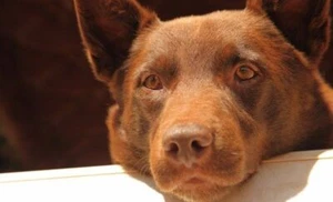 KELPIE FARM WORKING DOG HAND MADE STICKER 11cm x 8cm, Free Australia Post - Bild 1 von 1