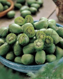 verschiedene Obstpflanzen Zitone Feige Weintraube Melonenbirne Kiwi Brombeere - Bild 1 von 26