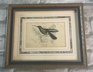 Antique Hummingbird Framed Print 20 Mango Humming Bird - Picture 1 of 10