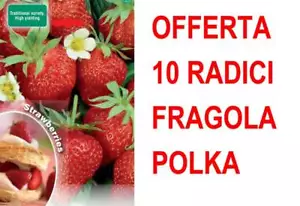 OFFERTA FRAGOLA POLKA 10 PIANTE A RADICE NUDA FRAGOLE ORTO GIARDINO - Foto 1 di 1