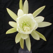 Epiphyllum, Orchid Cactus, " Water Lily ", Don's Quart pots April/2